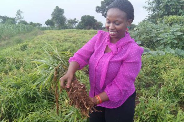 ginger-farming.jpg